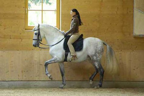 Anja Beran Classical Dressage Horse Biomechanics, Classical Dressage, Dressage Training, Horse Facts, Horse Training Tips, Horse Dressage, Dressage Horses, Horse And Rider, All The Pretty Horses