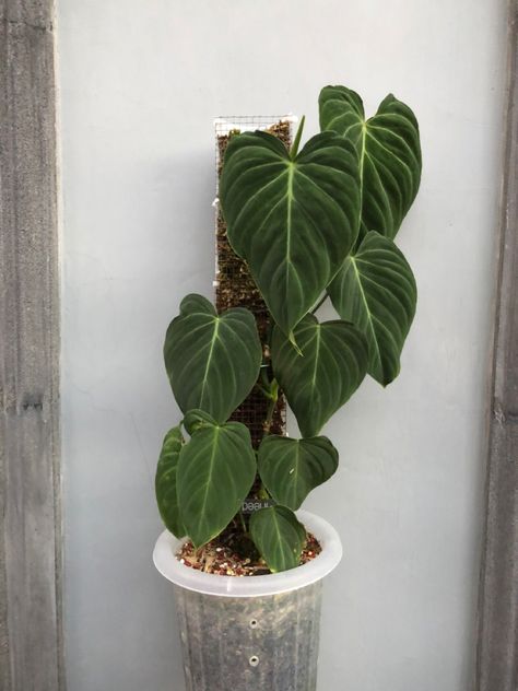 Botanical Academia, Philodendron Splendid, Philodendron Varieties, Statement Plants, Indoor Planting, Planting Plants, Plants House, Plant House, The Color Green