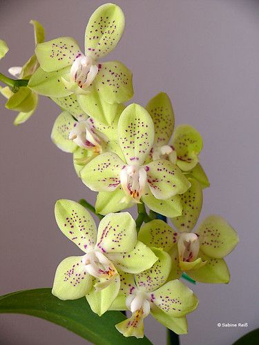 Orchid Photography, Green Orchid, Exotic Orchids, Orchids Garden, Blue Orchids, Phalaenopsis Orchid, Orchid Care, Rare Flowers, Beautiful Orchids