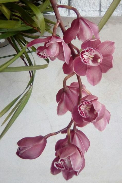 Cymbidium Orchid Tattoo, Pink Orchids Aesthetic, Pink Orchids Centerpiece, Pink Cymbidium Orchids, Japanese Orchid, Orchid Corsages, Orchid Bouquet Wedding, Most Beautiful Flower, Orchid Photography