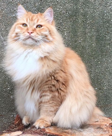 Regal Siberian Cattery Cute Cat Icon, Profile Cute, Siberian Forest Cat, Siberian Kittens, Siberian Cats, Food Cat, Cat Profile, Flowers Images, Cat Anime