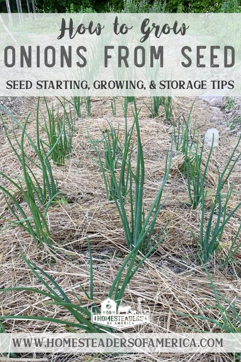 Planting Green Onions, When To Harvest Onions, Growing Green Onions, Onion Growing, Grow Green Onions, Harvest Onions, Growing Onions From Seed, Grow Tomatoes Indoors, Grow Onions