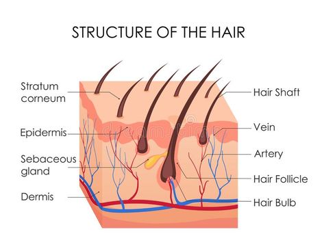 Hair Anatomy, Hair Diagram, Structure Of Hair, Biotin For Hair Growth, Biology Plants, Nail Tech School, Vellus Hair, Skin Anatomy, Skincare Science