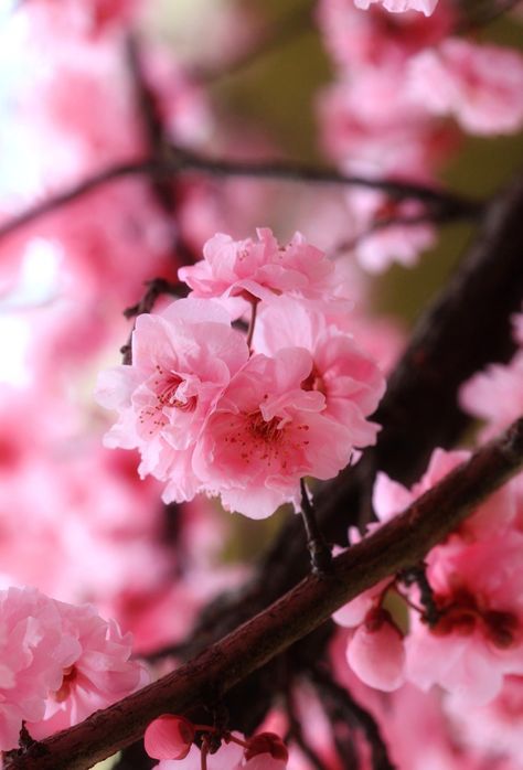 Female Nature, Peach Blossom Tree, Peach Blossom Flower, List Of Flowers, Blossom Tattoo, Sakura Flower, Nothing But Flowers, Peach Trees, Peach Blossom