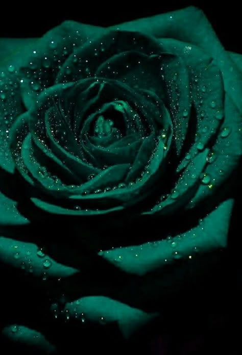 Phtalo Green, Emerald Aesthetic, Dark Green Wallpaper, Dark Green Aesthetic, Rosé Aesthetic, Slytherin Aesthetic, Green Theme, Beautiful Rose Flowers, Aesthetic Colors