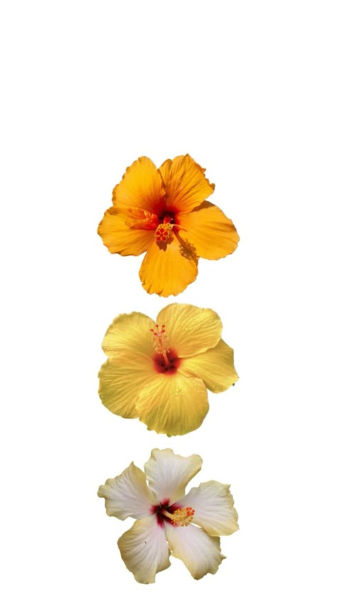 Aura Positive, Rose Sticker, Yellow Hibiscus, Scrapbook Inspo, Backgrounds Hd, Mac Wallpaper, Patterns Wallpaper, Summer Life, Instagram Photo Editing