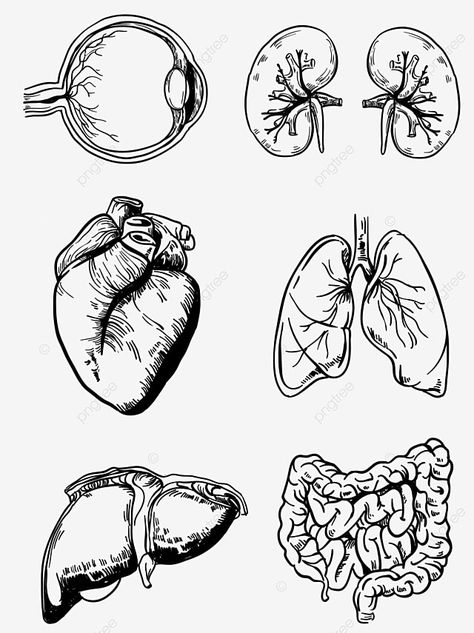 Line Drawing Pattern, Lungs Drawing, Ear Structure, Human Body Structure, Anatomy Organs, Eye Structure, Drawing Man, Wing Drawing, Medical Drawings