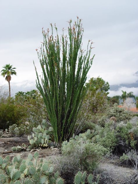 Unless you know how to get them started bare-root, it's best to purchase small well-rooted ocotillo in five-gallon pots if you want to see growth and change anytime soon. Ocotillo Plant, Mexico Garden, Tree Stakes, Arizona Decor, Deer Fence, Creek House, Cave Creek, Desert Garden, New Roots