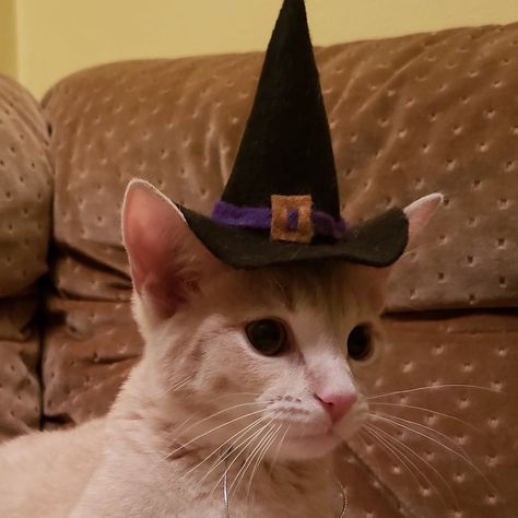 Black Cat Witch Hat, Halloween Cat Pfp, Kitten Halloween Costume, Yeti Costume, Kitten Halloween Costumes, Cat In Witch Hat, Witch Pfp, Cat With Witch Hat, Cat Witch Hat