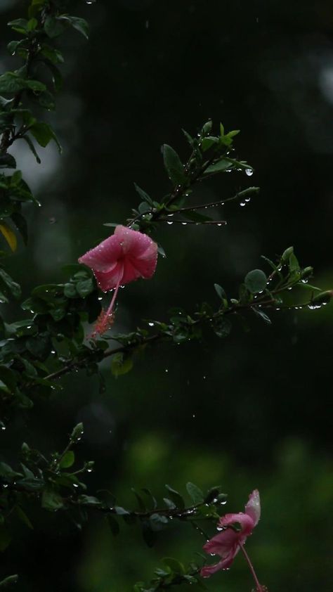 Flowers In Rain Aesthetic, Beautiful Images Nature Video, Flower Falling Video, Chandrayan 3 Image, Nature Videos For Status, Beautiful Images Nature Photography, Flowers Background Video, Rain Photography Nature, Nature Videos For Reels