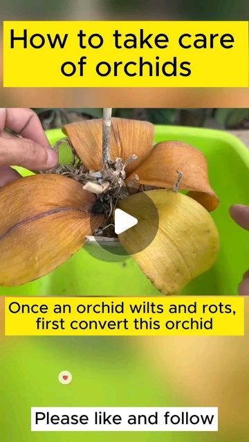 Repotting Orchids How To, How To Take Care Of An Orchid, How To Take Care Of Orchids Plants, Orchid Care For Beginners, How To Care For Orchids, Diy Orchid Pot, Orchids Care For Beginners, Pruning Orchids, Care Of Orchids