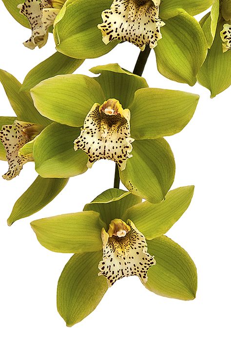 Cymbidium Orchids - Year Round Orchid Seeds, Green Orchid, Exotic Orchids, Cymbidium Orchids, Unusual Flowers, Rare Flowers, Beautiful Orchids, Green Dragon, Orchid Plants