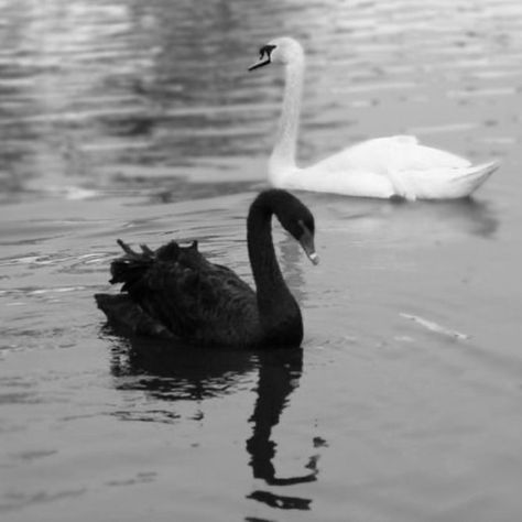 Black And White Swan Aesthetic, Black Swan Animal, Swan Animal, The Black Swan, School For Good And Evil, Swan Queen, White Swan, Black And White Aesthetic, Swan Lake