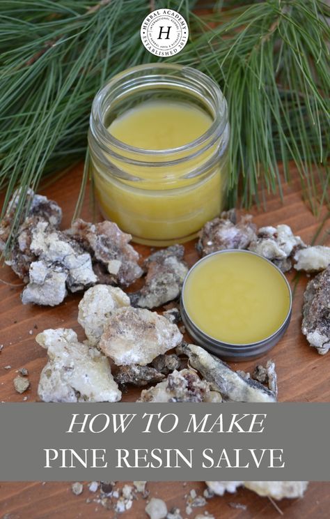 How To Make Pine Resin Salve | Herbal Academy | Did you know pine resin has been used historically for topical wound care? Learn how to make pine resin salve for your first aid kit! Headache Salve, Cooking With Turmeric, Pine Resin, Salve Recipes, Natural Healing Remedies, Natural Soaps, Diy Remedies, Eco Living, Natural Therapy