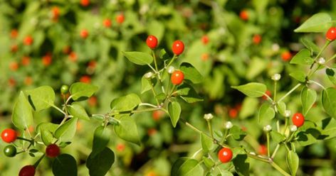 Chile pequin is easy to propagateThe plant, also known as Texas bird pepper, requires little care. Chile Pequin, Chili Pequin, Salsa Garden, Local Natives, Garden Planting Ideas, Plant Vegetables, Nourishing Traditions, Compost Tea, Trees Landscape