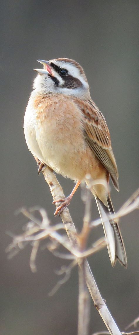 Picture of a bunting bird. #Birds #Animals #BeautifulBirds #Bunting Bunting Bird, Cats Videos, Black Birds, Adorable Kittens, Finches, Bird Perch, Bird Pictures, All Birds, Little Birds