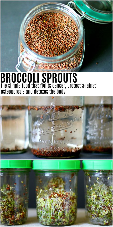 Broccoli Sprouts Health Benefits & Uses - The Coconut Mama Sprouts Health Benefits, Food Without Meat, How To Grow Broccoli, Grow Broccoli, Quick Vegetarian Recipes, Growing Broccoli, Broccoli Benefits, Growing Sprouts, How To Make Broccoli