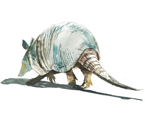 Armadillo Watercolor, Pangolin Art, Awkward Animals, Armadillo Art, Texas Landscape, Watercolor Paintings Of Animals, Western Artwork, Sketch A Day, Cactus Art