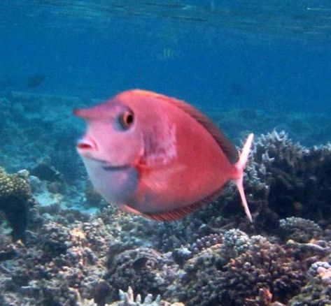 Undersea Creatures, Unicorn Fish, Yellow Tang, Coral Fish, Island Pictures, Water Creatures, Underwater Life, Water Life, Rare Animals