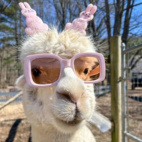 Be your own kind of bunny. #easter2024 #petslover #toocute #petoftheday �🦙Farm updates🦙 😃April 6th season opens 😊Limited tickets available for Bonnet Bonanza 😀Private treks and farm tours available week days Maggie the alpaca Lama Cartoon, Animals Doing Human Things, Funny Llama Pictures, Cute Lama, Alpaca Pictures, No Drama Lama, Llama Pictures, Cute Llamas, Farm Visit