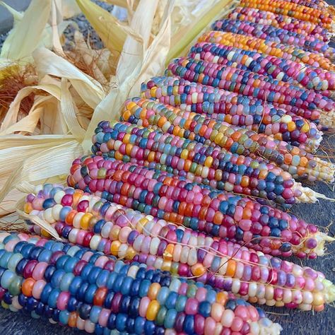 Personal Aesthetic • Instagram Corn Aesthetic, Colored Corn, Gem Corn, Rainbow Corn, Flint Corn, Glass Gem Corn, Field Corn, Taco Shells, God Is Amazing