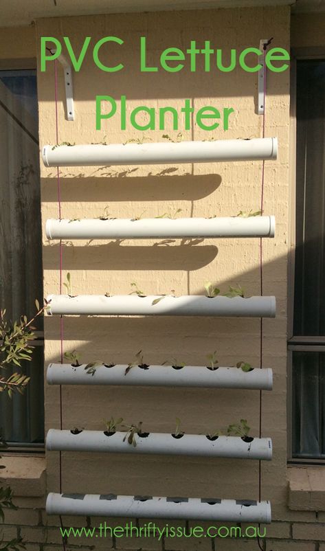 Since we got chickens our vegetable garden has been looking less than full and while it is winter here lettuce still grows well and we eat a lot of lettuce which we prefer to grow ourselves than buy. My hubby and 7yr old worked out an easy PVC pipe hanging planter that holds 36 lettuce … Growing Winter Vegetables, Diy Hydroponics, Vertical Vegetable Gardens, Gutter Garden, Indoor Vegetables, Hydroponics Diy, Vertical Vegetable Garden, Pvc Pipe Projects, Indoor Vegetable Gardening