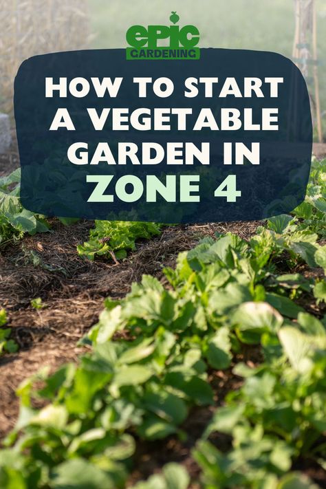 Fresh vegetables growing in a row in an outdoor garden Zone 6 Planting Schedule, Gardening Layout Ideas, Zone 6 Planting, Vegetable Garden Plans, Planting Schedule, Gardening Layout, Growing Vegetables At Home, Vegetables To Plant, Garden Planning Layout