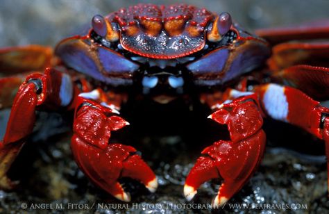 Angel M. Fitor Life Under The Sea, Crab And Lobster, Water Life, Ocean Conservation, Galapagos Islands, Aquatic Animals, Arthropods, Crustaceans, Wildlife Nature