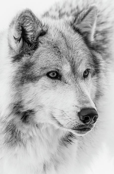 Nature Euphoria - the-smiling-wolf: 😊🐺💖 Wolf Face, Wolf Pictures, Beautiful Wolves, Wolf Tattoos, Wolf Tattoo, Wolf Art, A Wolf, The Wolf, Spirit Animal