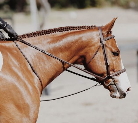 BRAIDED HORSE MANES: Why, How-to & Expert Advice - Braid Secrets Mane Braiding, Horse Braids, Dressage Tests, Horse Braiding, Hunter Horse, Horse Home, Horse Showing, Tail Braids, Horse Mane