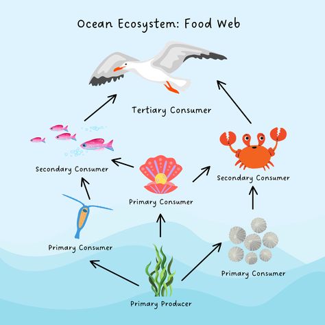 In Biology we've been studying ecosystems. Students could pick any ecosystem they wanted to create a representative food web- with all trophic levels and feeding mechanisms labeled! Hanah got super creative with her project and created a very artsy food web for an ocean ecosystem! Food Web Projects Ideas, Ocean Ecosystem Project, Food Chain Project, Food Webs Projects, Food Chain Diagram, Photosynthesis Projects, Ecosystem Project, Ocean Food Web, Ocean Food Chain