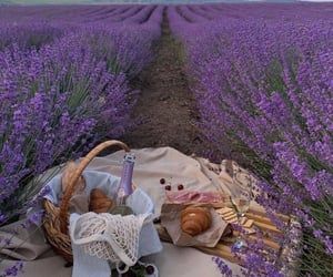 Field Picnic, Lavender Moodboard, Purple Fairy, Lavender Garden, Lavender Field, Beautiful Aesthetic, Lavender Fields, Beautiful View, Fairy Core