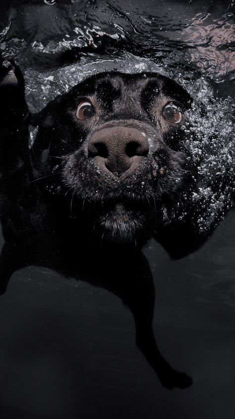 Black Dog Wallpaper Aesthetic, Black Dogs Wallpaper, Dog Lockscreen, Boys Covering Face, Dog Wallpaper Iphone, Amoled Wallpaper, Swimming Photos, Dog Background, Profile Picture Images