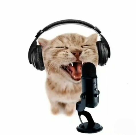 Singing Meme, Toro Cat, Singing Funny, Funny Cat Faces, Toro Inoue, Arte 8 Bits, Silly Cats Pictures, Funny Cats And Dogs, Cat Icon