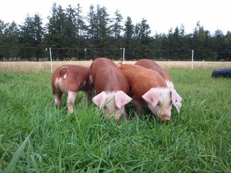 pigs: Hereford Hog Hereford Pigs, Animal Farms, Milking Parlor, Pastured Pigs, Pig Photo, Show Pigs, Tiny Pigs, Pig Showing, Pig Breeds