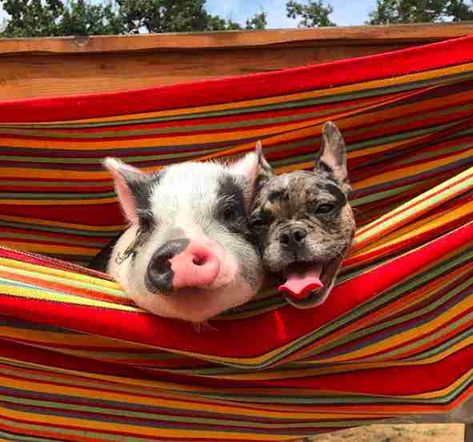 pig and dog best friends English Bulldog Breeders, Pig Gif, French Bulldog Mix, Pig Images, French Bulldog Facts, Pig Painting, Every Dog Breed, Pig Drawing, Odd Couples