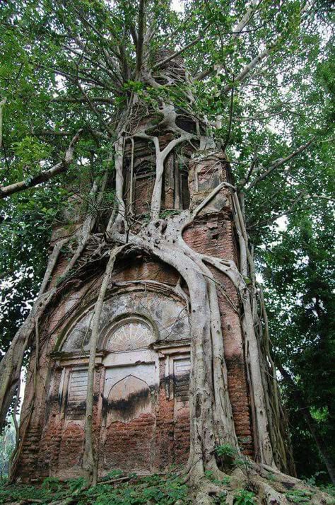 Tree growing around an abandoned building. Location unknown. Weird Trees, Amazing Trees, Abandoned House, Abandoned Mansions, Beautiful Trees, Unique Trees, Tree Houses, Old Building, Abandoned Buildings