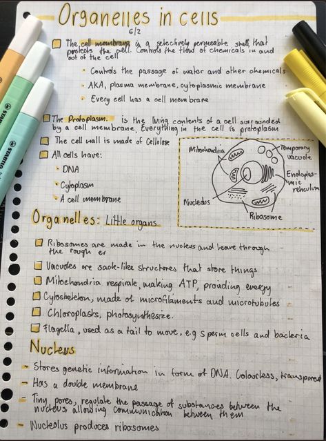 A brief overview of the function of some organelles in cells. #HSC #study #studytok #Biology #cells #science #organelles #mitochondria Biology Cell Organelles Notes, Cell Organelles Notes Aesthetic, Mitochondria Notes, Organelles Notes, Cell Organelles Notes, Cell Notes, Cells Science, Cell Biology Notes, Cell Diagram