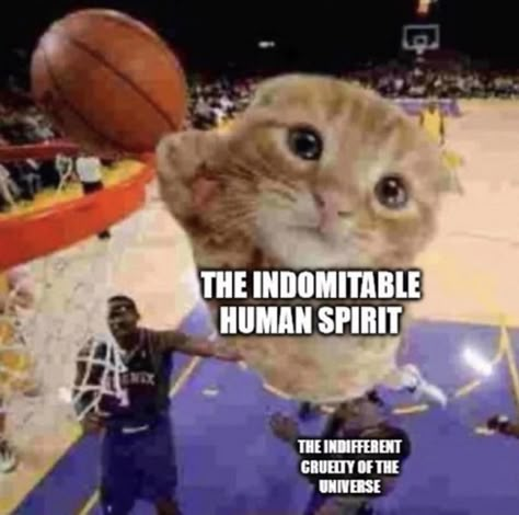 The Indomitable Human Spirit, Indomitable Human Spirit, Human Spirit, Reaction Images, Wholesome Memes, Silly Cats, Silly Me, Haha Funny, Funny Me