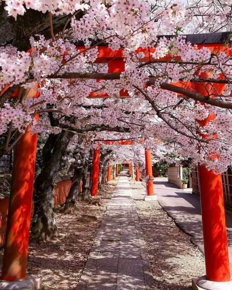 Cherry Blossom Japan, Look Wallpaper, Japan Sakura, Cherry Blossom Trees, Japan Landscape, Japan Photography, Go To Japan, Japan Aesthetic, Aesthetic Japan