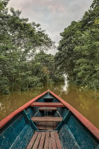 Jungle Life, Green Jungle, The Amazon Rainforest, Amazon River, River Fishing, The Rainforest, Amazon Rainforest, Beautiful Travel, America Travel