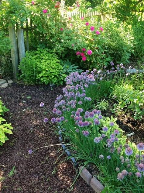 Herb Garden Design, Potager Garden, Cottage Garden Design, Perennial Herbs, Veg Garden, Food Forest, Vegetable Garden Design, Garden Borders, New Garden