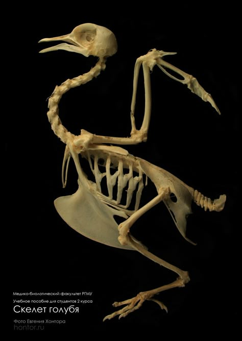 pigeon skeleton by Hontor on DeviantART http://www.deviantart.com/art/Skeleton-of-a-pigeon-194628818 Bird Anatomy, Bird Bones, Skull Reference, Skeleton Anatomy, Animal Skeletons, Skeleton Bones, Human Skeleton, Anatomy For Artists, Animal Anatomy