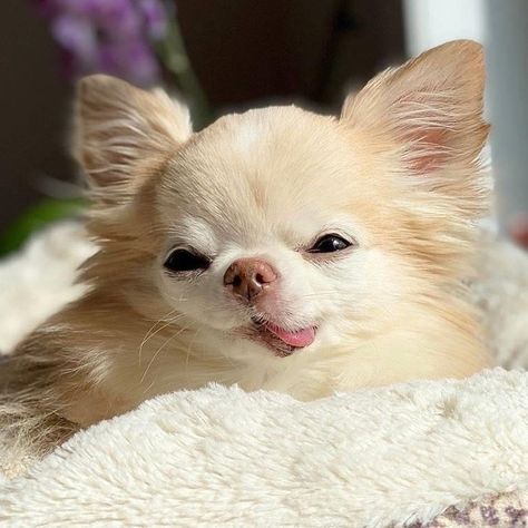 Bubble Dog, Pet Bunny Rabbits, Very Cute Dogs, Cute Chihuahua, Pet Bunny, Chihuahua Love, Chihuahua Puppies, Cute Creatures, Cute Little Animals