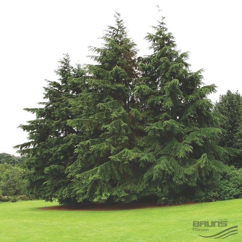 Tsuga canadensis - Eastern Hemlock Canadian Hemlock Trees, Eastern Hemlock Tree, Leyland Cypress Trees, Tsuga Canadensis, Eastern Hemlock, Hemlock Tree, Canadian Hemlock, Evergreen Landscape, Leyland Cypress