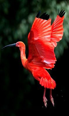 The Scarlet Ibis  (Eudocimus ruber) inhabits tropical South America and islands of the Caribbean. Ibis Bird, Wallpaper Birds, Scarlet Ibis, Bird Flying, Amazing Birds, Most Beautiful Birds, Airbrush Art, Red Bird, Nature Birds