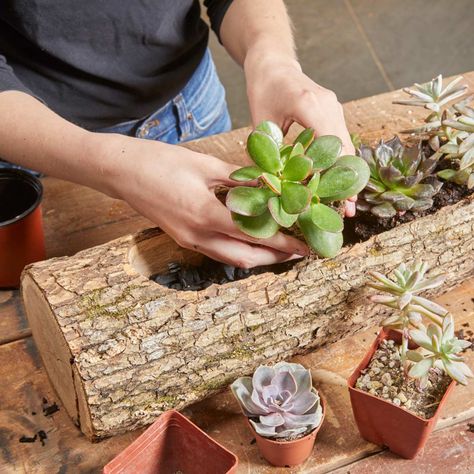 Shallow Planters, Wood Succulent Planter, Log Planter, Diy Wooden Crate, Succulent Planter Diy, Planter Project, Succulent Garden Diy, Wooden Log, Wood Logs