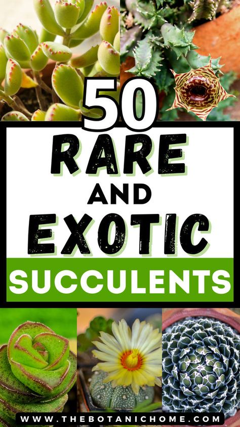 Explore the world of rare succulent plants with our guide to the 50 most extraordinary and unusual species. Learn about rare succulents, types of succulent plants with pictures, growing succulents, cacti and succulents, planting succulents, planting flowers, flowering succulents, types of cactus plants, propagating succulents, succulent gardening & succulent care, weird plants, colorful succulents, unusual plants, rare plants, exotic plants, exotic flowers, cool plants and unique cactus plants. Rare Cactus And Succulents, Identifying Succulents, Unique Cactus Plants, Succulent Crafts, Plant Decoration Ideas, Unique Succulents, Succulents Types, Succulent Wreaths, Cool Succulents