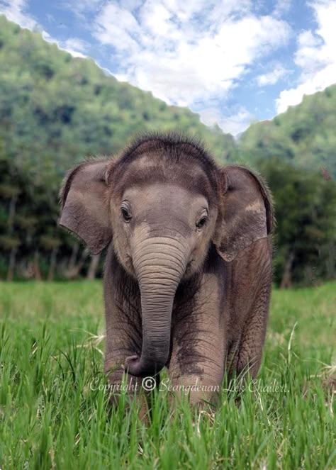 Baby Indian elephant enjoying a beautiful day. Look at that sweet face and those bristly hairs! Baby Elefant, Baby Elephants, Elephant Love, Cute Critters, An Elephant, Zootopia, Cute Creatures, Sweet Animals, Animal Planet