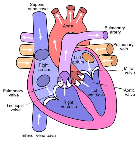 Simple Heart Diagram, Heart Blood Flow, Human Heart Diagram, Function Diagram, Heart Structure, Tricuspid Valve, Heart Diagram, Nurse Study, Heart Valves